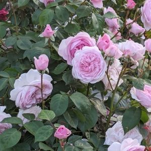 Meet your Posher, Hui